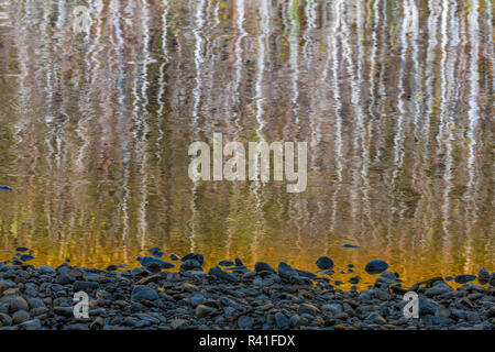 USA, Washington State, Olympic National Park. Abstract reflection of alder trees in Quinault River. Stock Photo