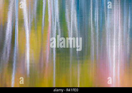 USA, Washington State, Olympic National Park. Abstract reflection of alder trees in Quinault River. Stock Photo