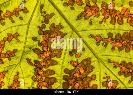 USA, Washington State, Seabeck. Detail of tree leaf turning to fall color. Stock Photo