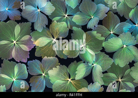 USA, Washington State, Seabeck. Dried hydrangea blossoms. Stock Photo