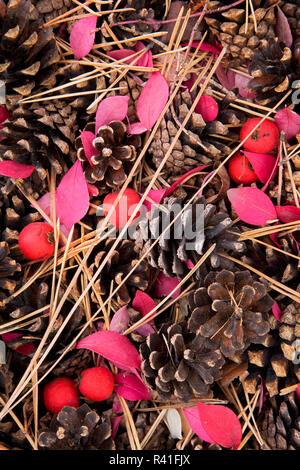 USA, Washington State, Manito Park, Pine cones, needles, hawthorn berries, burning bush leaves Stock Photo