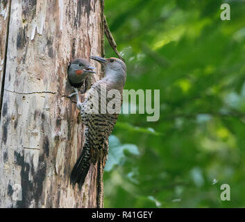USA, Washington State. Adult female Northern Flicker (Colaptes auratus) feeds a male chick at nest. Stock Photo