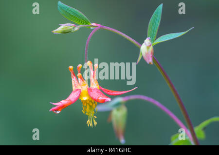 USA, Washington State. Native Red Columbine (Aquilegia formosa) flower in backyard garden, Kirkland. Stock Photo