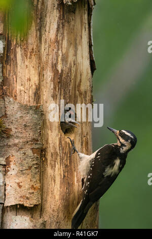 USA, Washington State. Female Hairy Woodpecker (Picoides villosus) at nest chick in western Washington. Stock Photo