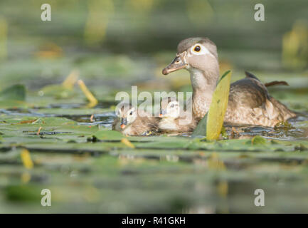 USA, Washington State. Wood Duck (Aix sponsa) ducklings and adult female in lily pads in western Washington. Stock Photo