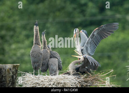 USA, Washington State. Great Blue Heron (Ardea herodias) adults showing mating behavior while chicks in another nest look on at Everett Marina. Stock Photo