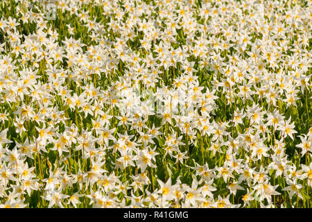 USA, Washington State. Pattern of Avalanche Lily (Erythronium montanum) in subalpine meadow at Olympic National Park. Stock Photo