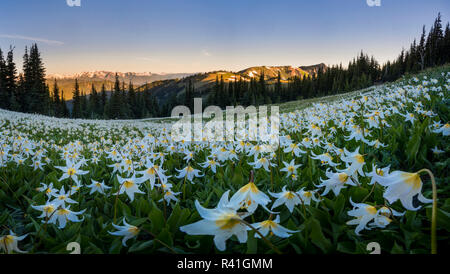 USA, Washington State. Panorama of Avalanche Lily at dawn in a subalpine meadow at Olympic National Park. Digital composite. Stock Photo