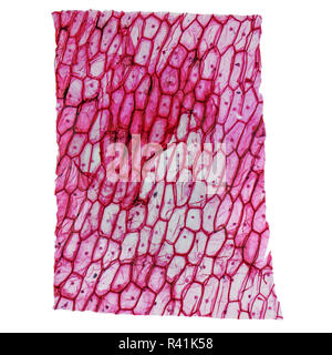 Onion epidermus micrograph Stock Photo - Alamy