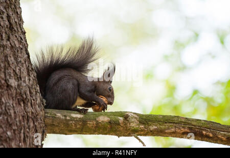 Cute squirrel on a tree Stock Photo