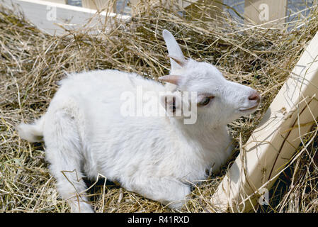 the young goat eating hay Stock Photo