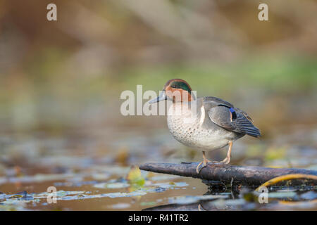 USA, Washington State. Male Green-winged Teal (Anas crecca) on a log in Union Bay in Seattle. Stock Photo