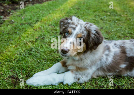 Issaquah, Washington State, USA. Four month old Red Merle Australian Shepherd puppy lying in the grassy lawn. (PR) Stock Photo
