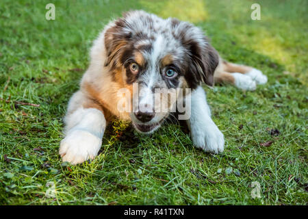 Issaquah, Washington State, USA. Four month old Red Merle Australian Shepherd puppy lying in the grassy lawn. (PR)