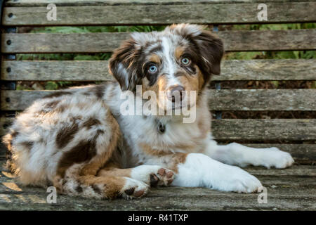 Issaquah, Washington State, USA. Four month old Red Merle Australian Shepherd puppy reclining on a wooden bench. (PR) Stock Photo