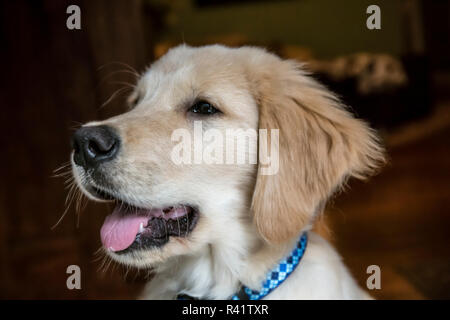 Close-up portrait of a four month old Golden Retriever puppy. (PR) Stock Photo