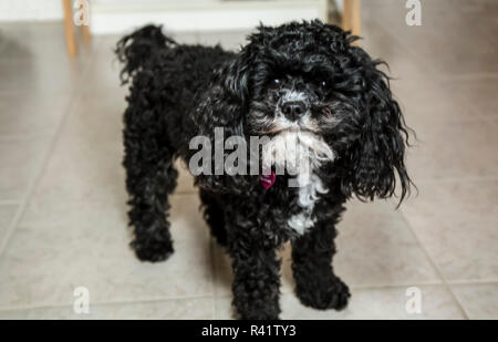 Portrait of Toy Poodle puppy. (PR) Stock Photo