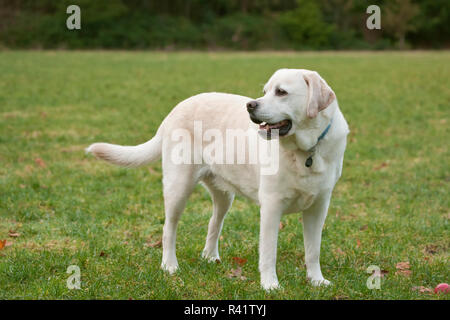Issaquah, Washington State, USA. 6 year old English Yellow Labrador standing in a park after some active play time. (PR) Stock Photo