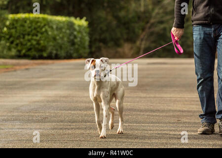 Issaquah, Washington State, USA. Man walking his Boxer puppy Nikita, on an unmarked road. (PR,MR) Stock Photo