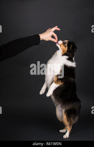 Miniature (or Toy) Australian Shepherd puppy being trained and rewarded for jumping up. (PR,MR) Stock Photo