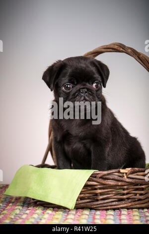 Fitzgerald, a 10 week old black Pug puppy sitting in a basket. (PR) Stock Photo
