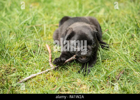 Issaquah, Washington State, USA. Ten week old black Pug puppy chewing on a stick while resting on the lawn. (PR) Stock Photo