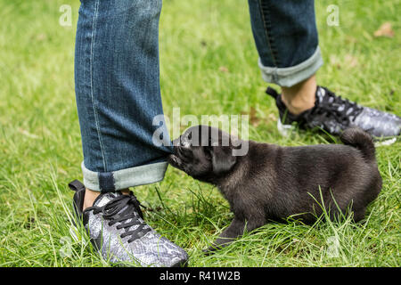 Issaquah, Washington State, USA. Ten week old black Pug puppy being naughty and chewing on his owner's jeans. (PR,MR) Stock Photo