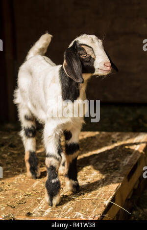 Issaquah, Washington State, USA. Twelve day old mixed breed goat kid posing in an open area of the barn. (PR) Stock Photo