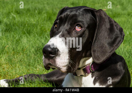 Issaquah, Washington State, USA. Six month old Great Dane puppy resting in her backyard. (PR) Stock Photo