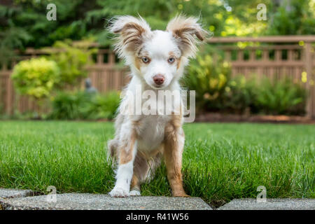 Issaquah, Washington State, USA. Mini Australian Shepherd puppy playing in his yard (PR) Stock Photo