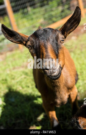 Issaquah, Washington State, USA. Close-up of an 11 week old Oberhasli goat. (PR) Stock Photo