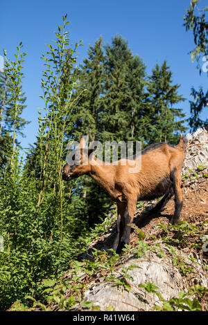 Issaquah, Washington State, USA. 11 week old Oberhasli goat eating blackberry bush vines on a hillside. (PR) Stock Photo