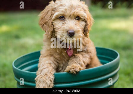 Issaquah, Washington State, USA. Eight week old Goldendoodle puppy posing inside an empty flower pot. (PR) Stock Photo