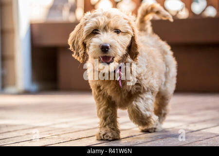 Issaquah, Washington State, USA. Happy eight week old Goldendoodle puppy walking across a wooden deck. (PR) Stock Photo
