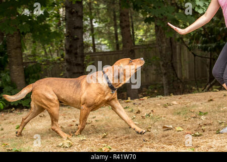 Issaquah, Washington State, USA. Redfox Labrador being trained by an 11 year old girl to stay. (PR,MR) Stock Photo