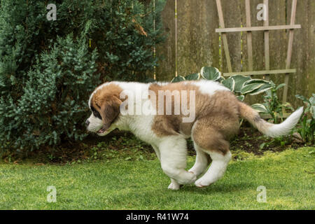 Renton, Washington State, USA. Three month old Saint Bernard puppy chasing after a thrown toy in his yard. (PR) Stock Photo