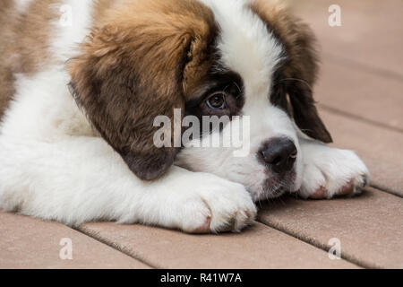 Renton, Washington State, USA. Three month old Saint Bernard puppy looking tired as he rests on his deck after playtime. (PR) Stock Photo