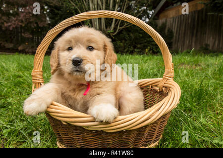 Issaquah, Washington State, USA. Cute seven week Goldendoodle puppy sitting in an empty wicker basket. (PR) Stock Photo