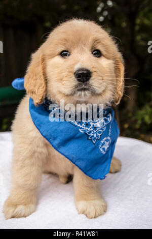 Issaquah, Washington State, USA. Cute seven week Goldendoodle puppy wearing a blue neckerchief. (PR) Stock Photo