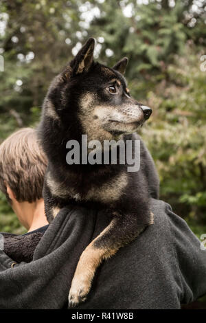 Issaquah, Washington State, USA. Three year old Shiba Innu being carried over the shoulder by a young man. (PR,MR) Stock Photo