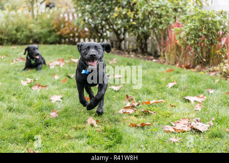 Bellevue, Washington State, USA. Three month old black Labrador Retriever puppy eagerly running while his littermate, rests. (PR) Stock Photo