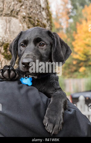 Bellevue, Washington State, USA. Man holding his three month old black Labrador Retriever puppy. (PR,MR) Stock Photo