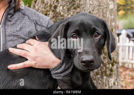 Bellevue, Washington State, USA. Woman holding her three month old black Labrador Retriever puppy. (PR,MR) Stock Photo