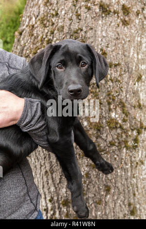 Bellevue, Washington State, USA. Woman holding her three month old black Labrador Retriever puppy. (PR,MR) Stock Photo