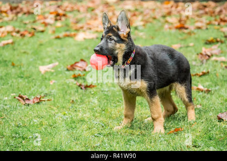 Issaquah, Washington State, USA. Three month old German Shepherd playing with a ball. (PR) Stock Photo