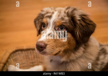 Four month old Red Merle Australian Shepherd puppy resting in a basket. (PR) Stock Photo