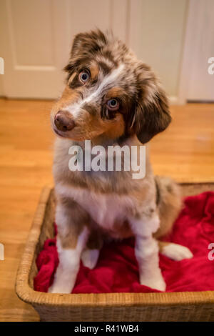 Four month old Red Merle Australian Shepherd puppy sitting in a basket with her head cocked. (PR) Stock Photo