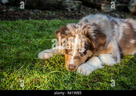 Issaquah, Washington State, USA. Four month old Red Merle Australian Shepherd puppy lying in the grassy lawn. (PR) Stock Photo