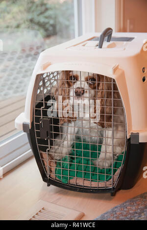 Mandy, a Cavalier King Charles Spaniel, in a dog crate. (PR) Stock Photo