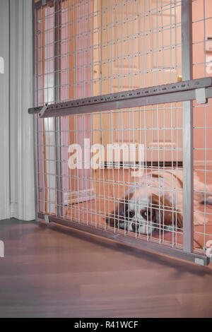 Mandy, a Cavalier King Charles Spaniel, behind a pet gate, looking forlorn. (PR) Stock Photo